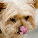 WOOF!