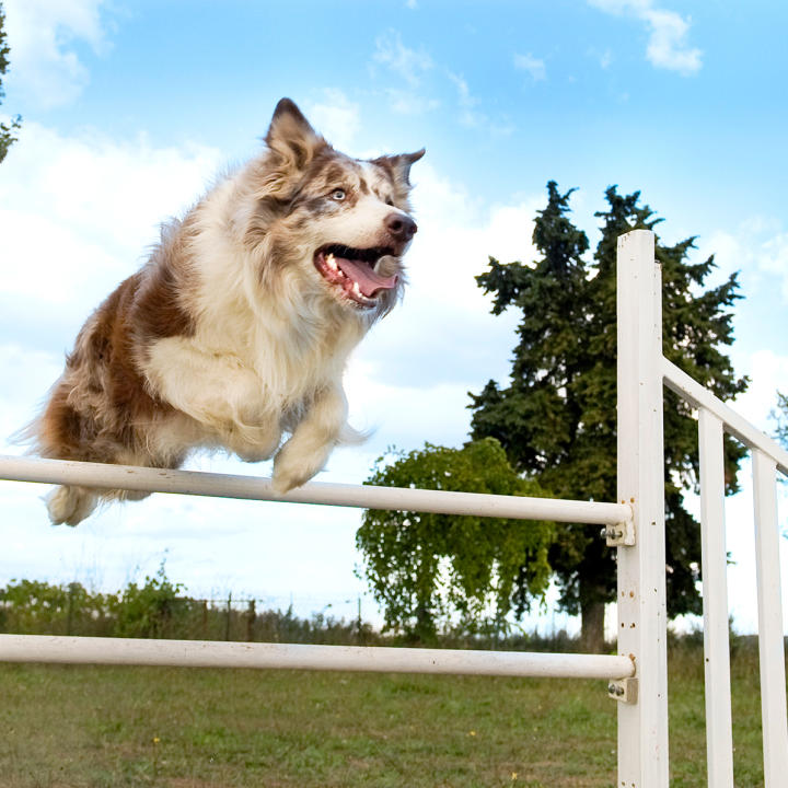 dogs animal planet dogs animal planet