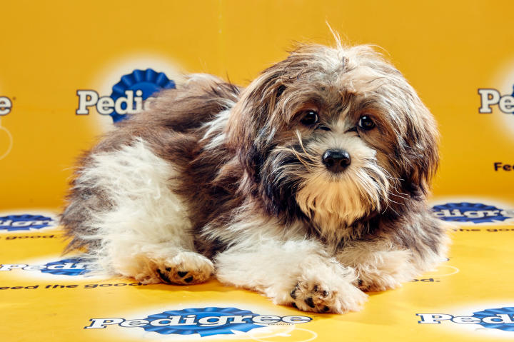 Puppy Bowl XII