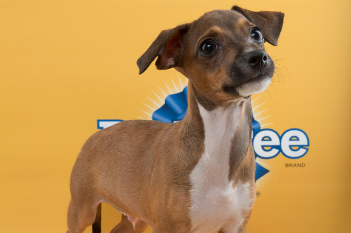 Andy Puppy Bowl