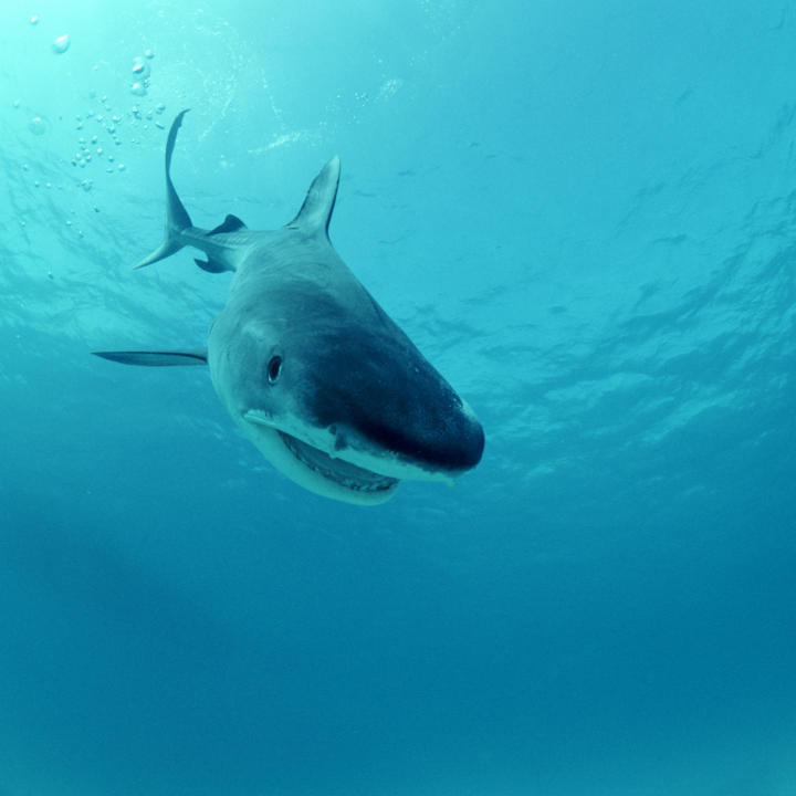 Shark Games Shark Week Discovery
