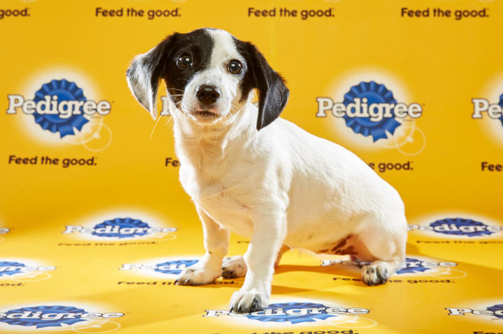Puppy Bowl XII