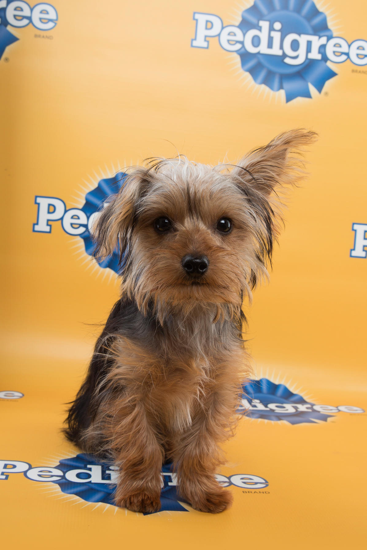 Enzo Puppy Bowl 11, puppy bowl xi, puppy bowl, starting lineup, lineup, puppy, puppies