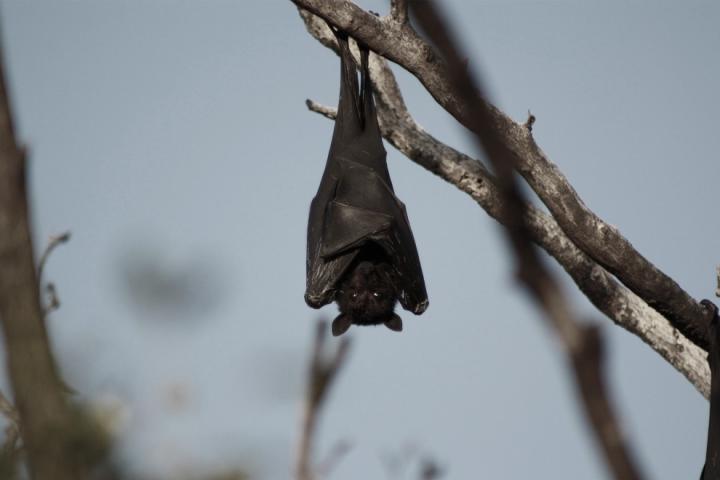 Bat hanging from a tree