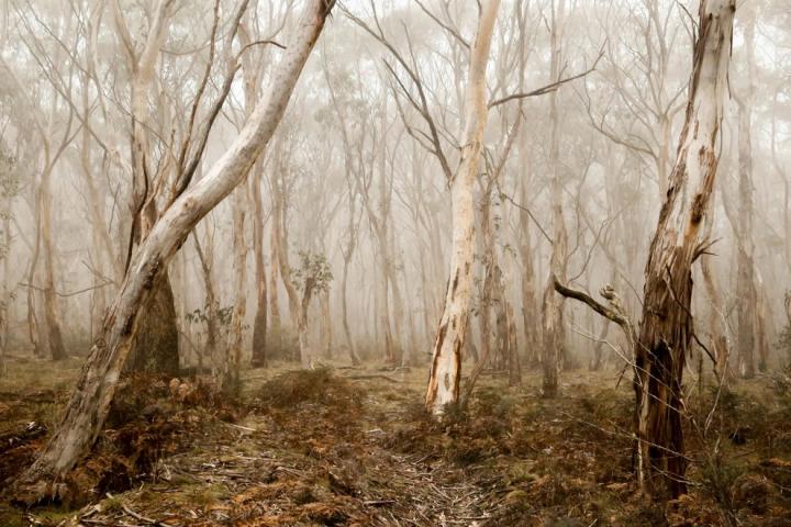 Trees in a foggy forest