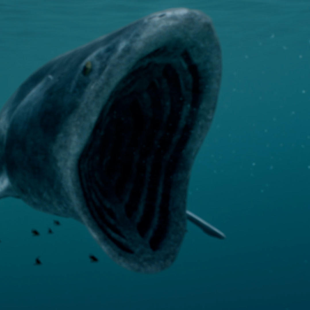 Whale Shark, a Descendent of the Greatest River Monster to Ever Live?