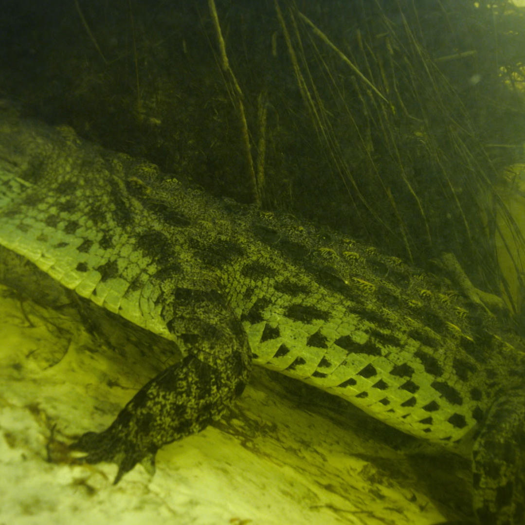 Africa's Deadliest - How to Deep Dive with Crocs