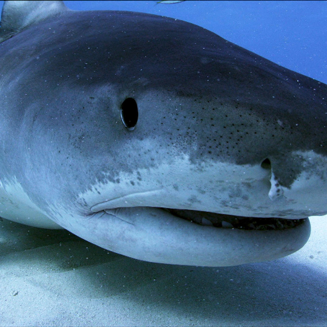 Shark Finbassadors: The Ultimate Love Letter to Sharks