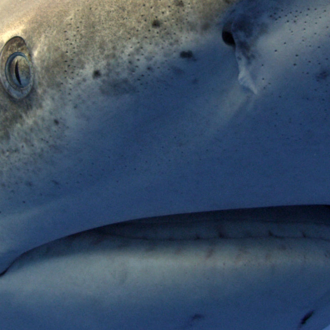 The Zen Warrior Shark