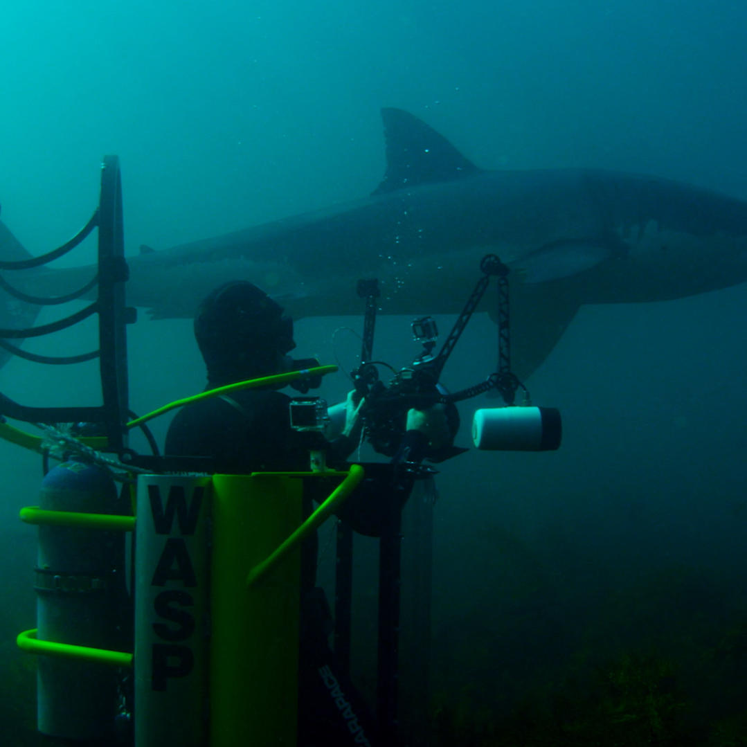 Giant Shark Circles the WASP | Shark Week | Discovery