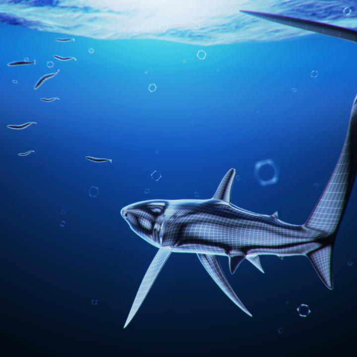 The Thresher: Whip-Tailed Shark | Shark Week | Discovery