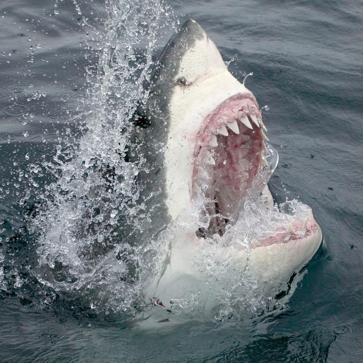 Shark Games Shark Week Discovery