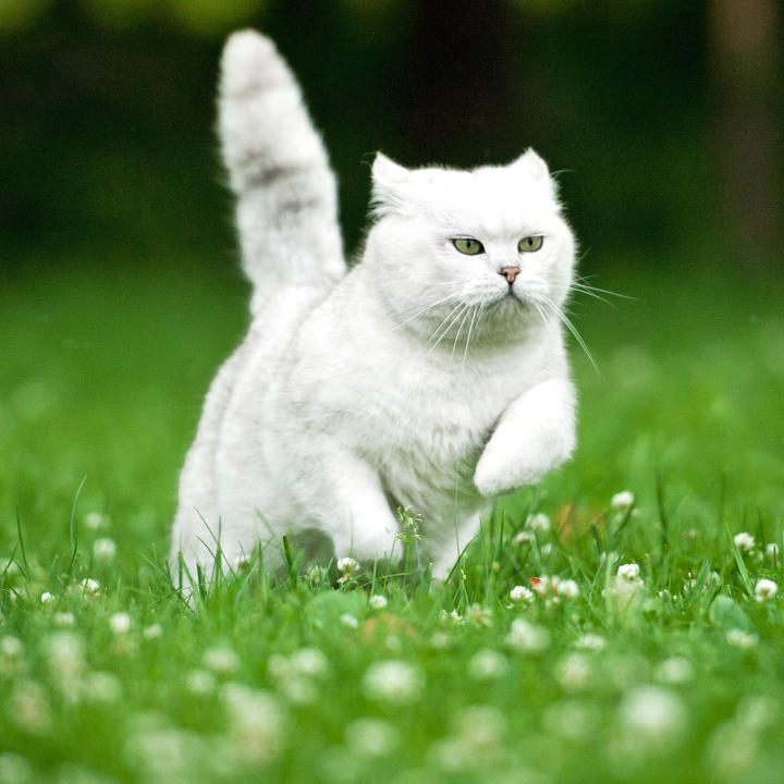 White Cat