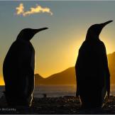 King penguins silhouetted at dawn, South Georgia.