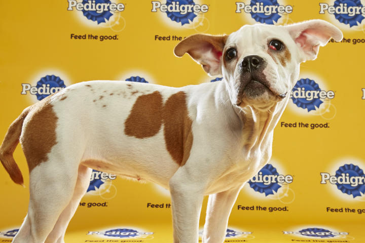 Puppy Bowl XII, Athena