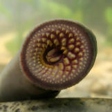 lamprey-strange-animals
