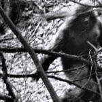 Paranormal Creatures Lost Tapes Animal Planet