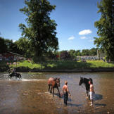 There's more to gypsy culture than flashy celebrations. We'll take a look at a various groups of gypsies throughout history -- and we'll start with a modern depiction of gypsy life. Here, travellers wash their horses before they're sold at the Appleby Horse Fair in England.