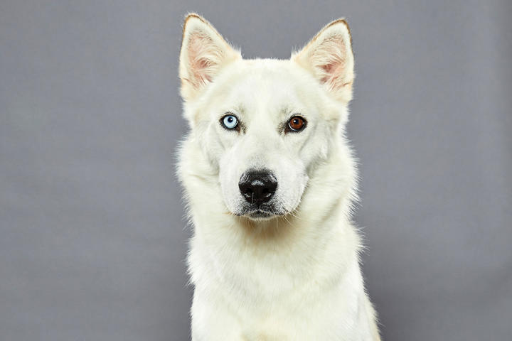 Road to Puppy Bowl Shelters and Organizations