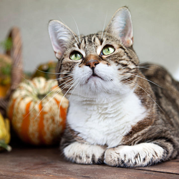 Healthy Cats Healthy Cats Animal Planet