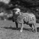 Though he may not look it, Sergeant Stubby is a war hero, who served 18 months on the Western Front and saw action in 17 battles. Among other things he warned of incoming artillery shells, of mustard gas attacks, located wounded soldiers in no man's land, and caught a German spy. Not bad for a stray mutt from New Haven!