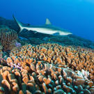 Like other reef sharks, the gray reef shark has a broad, round snout and large eyes, and is a very fast and agile predator. An aggressive shark, it tends to dominate other reef sharks in its territory. When threatened, the gray reef shark hunches its back, lowers its fins and swims in a side to side motion. This species is common to coral reefs in the Indo-Pacific.
