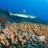 Like other reef sharks, the gray reef shark has a broad, round snout and large eyes, and is a very fast and agile predator. An aggressive shark, it tends to dominate other reef sharks in its territory. When threatened, the gray reef shark hunches its back, lowers its fins and swims in a side to side motion. This species is common to coral reefs in the Indo-Pacific.