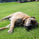 Lounging on the lawn.
