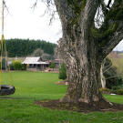 A favorite tire swing.