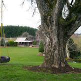 A favorite tire swing.
