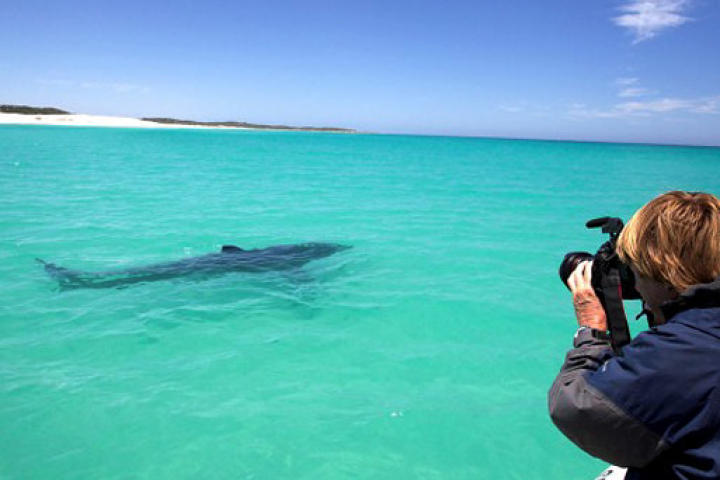 A 13-foot great white shark relaxes in less than 6 feet of water in Gaans Bay, South Africa. Great White Invasion investigates why, over the past decade, these massive sharks have been patrolling coasts and popular beaches in record numbers.