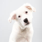Keno puppy bowl