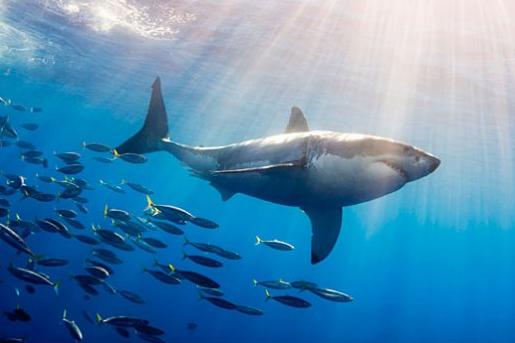 Great White Shark Followed by Schooling Fish (Carcharodon cacharias).The great white shark is the most famous of all sharks and has been implicated in many attacks on man. Guadalupe Island, Mexico.