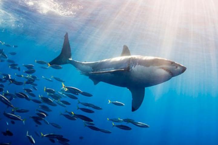 Great White Shark Followed by Schooling Fish (Carcharodon cacharias).The great white shark is the most famous of all sharks and has been implicated in many attacks on man. Guadalupe Island, Mexico.