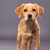 Puppy Bowl Xvi Back Up Pups Puppy Bowl Animal Planet