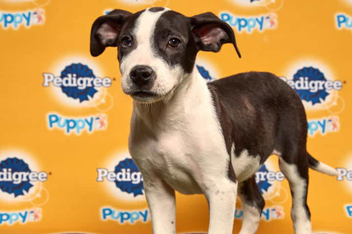 Puppy Bowl XVI
