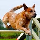 Some are small and stubborn while others are large and laid back. All are stars of the doggie world in their own right. Get to know some of the breeds featured in Dogs 101!