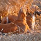 Saluki