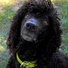 Irish Water Spaniel
