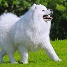 Samoyed