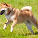 Shiba Inu
