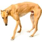 Greyhound