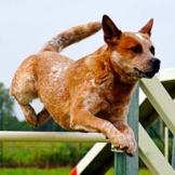 Some are small and stubborn while others are large and laid back. All are stars of the doggie world in their own right. Get to know some of the breeds featured in Dogs 101!