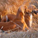 Saluki