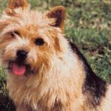 Norwich Terrier