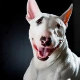Bull Terrier