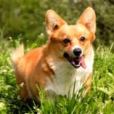 Cardigan Welsh Corgi