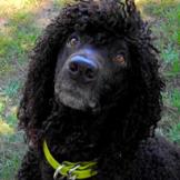 Irish Water Spaniel