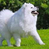 Samoyed