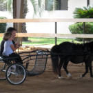 Bill and Jen drive a horse and buggy while visiting an Arabian horse farm with family. These two aren't going to sit and watch the horses run around; they take the reins and lead a pony around the farm.